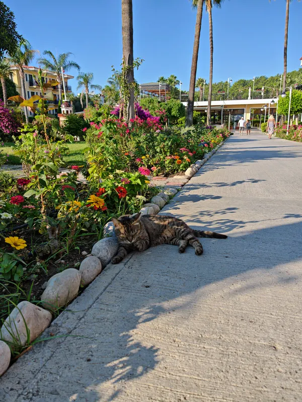Club Hotel Phaselis Rose фото 68