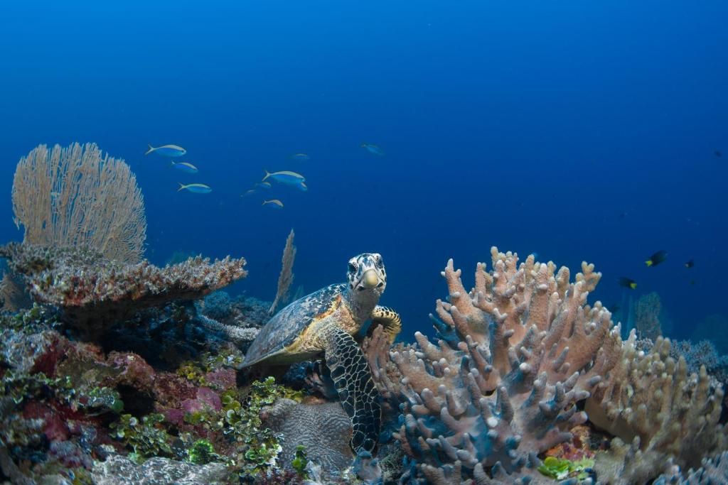 Six Senses Laamu фото 50