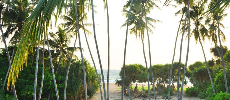 Фото отеля Ocean View