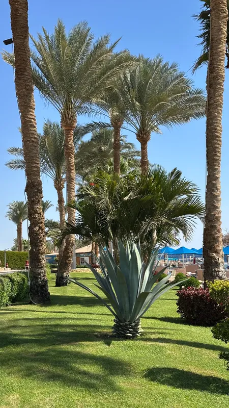 Pickalbatros Royal Grand Resort Sharm El Sheikh (Adults Only) фото 70
