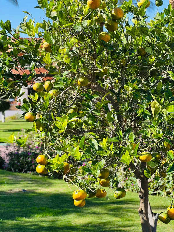 Sentido Caribbean World Resort Soma Bay фото 95