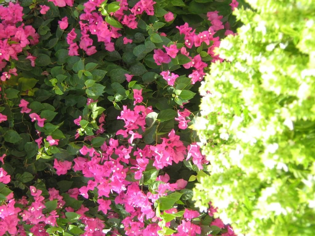 Anatolia Hotel фото 6
