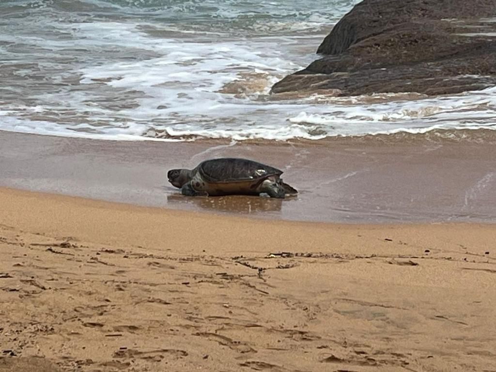 Turtle Paradise Resort фото 27