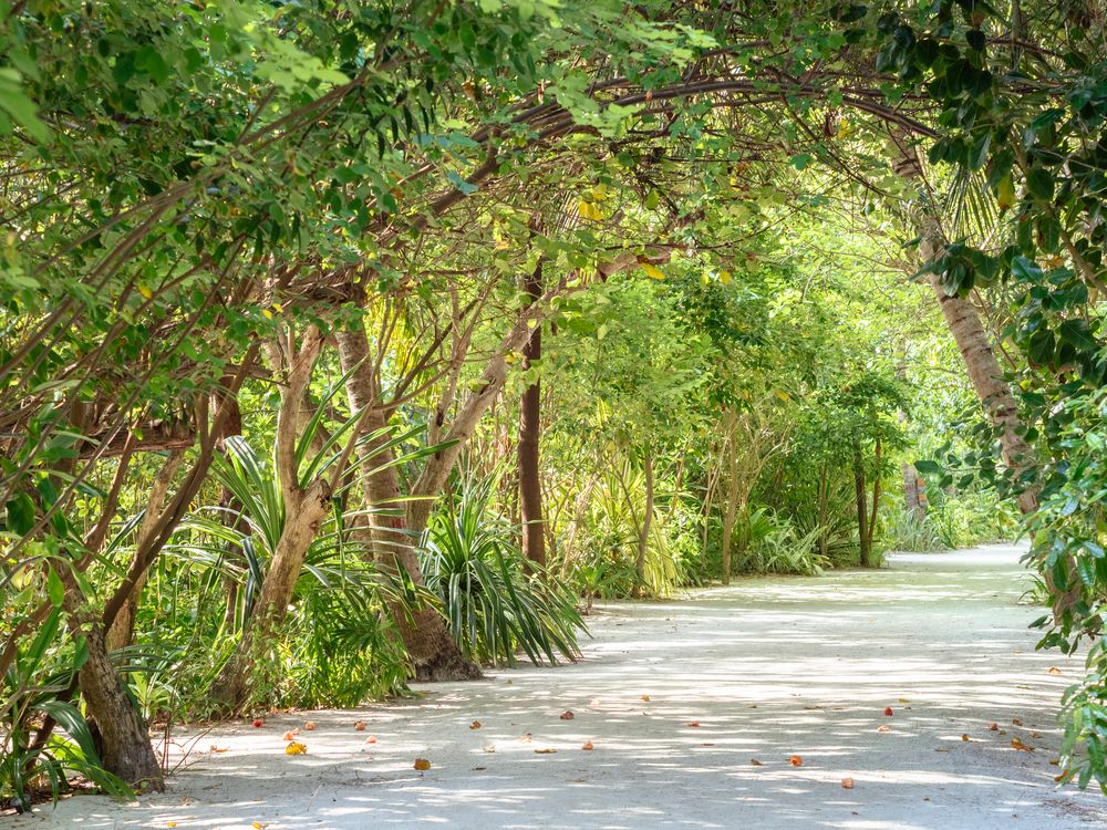 Summer Island Maldives фото 96