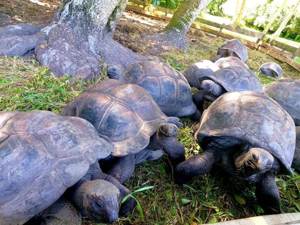 Le Vasseur La Buse Eco Resort фото 37
