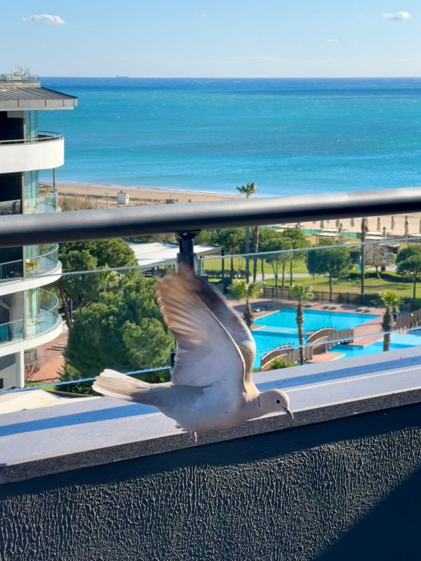 Voyage Belek Golf & Spa фото 169