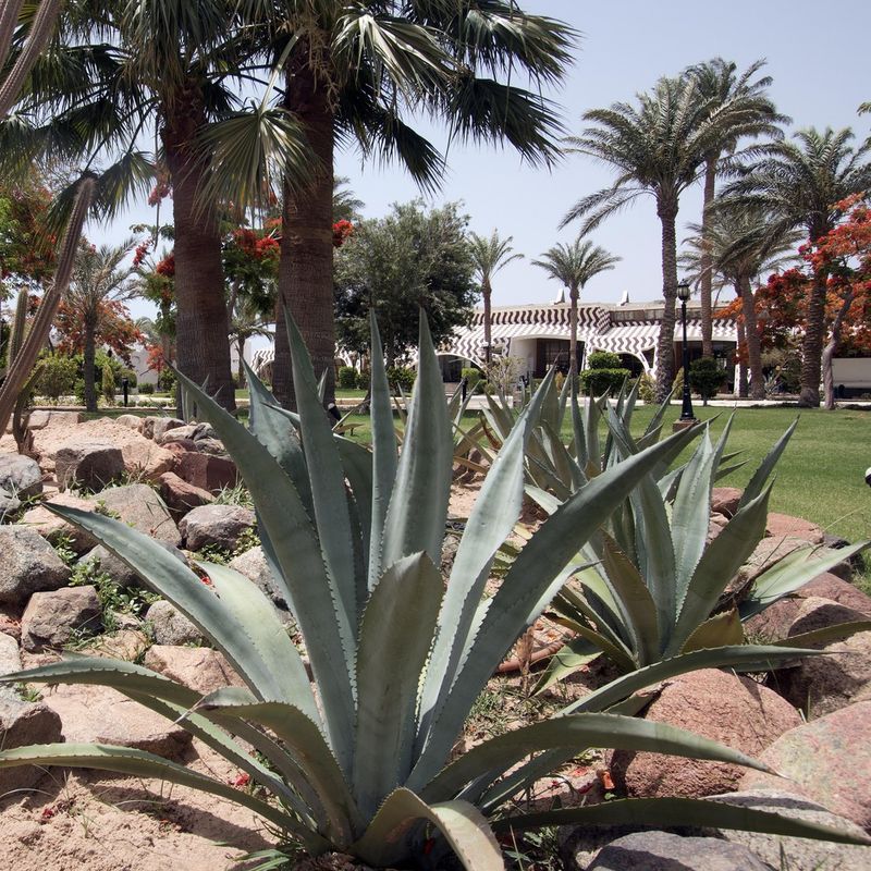 Swiss Inn Resort Dahab фото 81