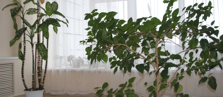 Фото отеля Кварт