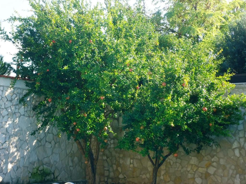 Villa Dafne фото 29