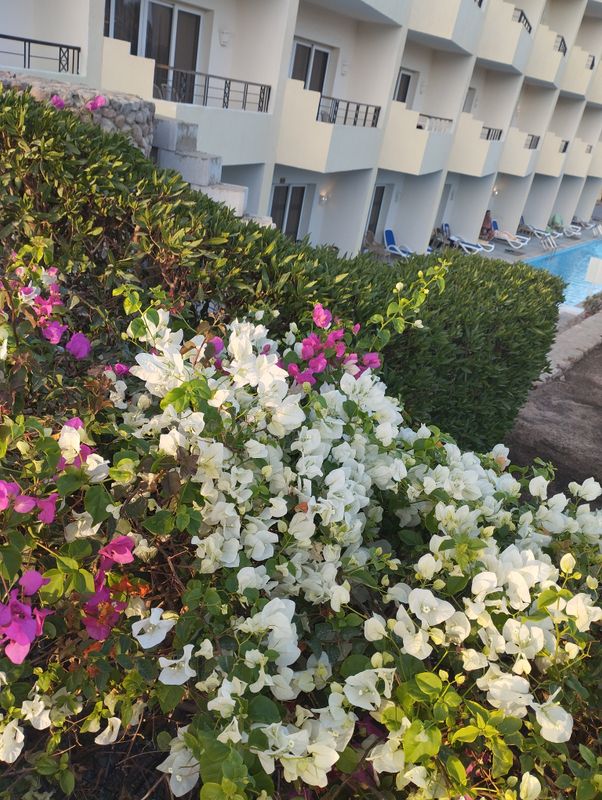 Amwaj Oyoun Resort фото 84