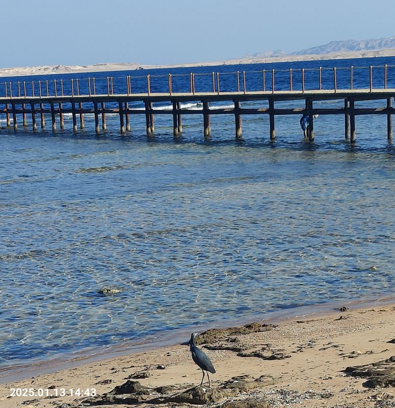 Sharm Grand Plaza Resort фото 71