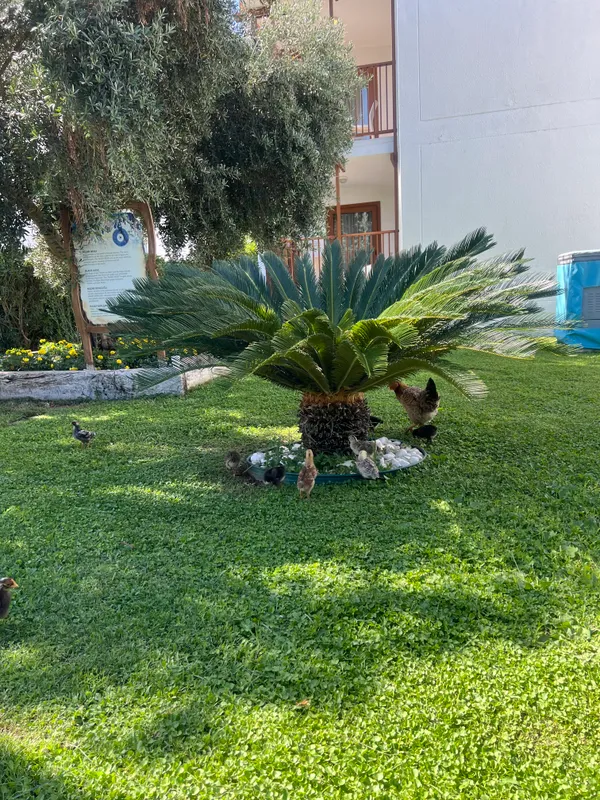 Corendon Hydros Club Kemer фото 91