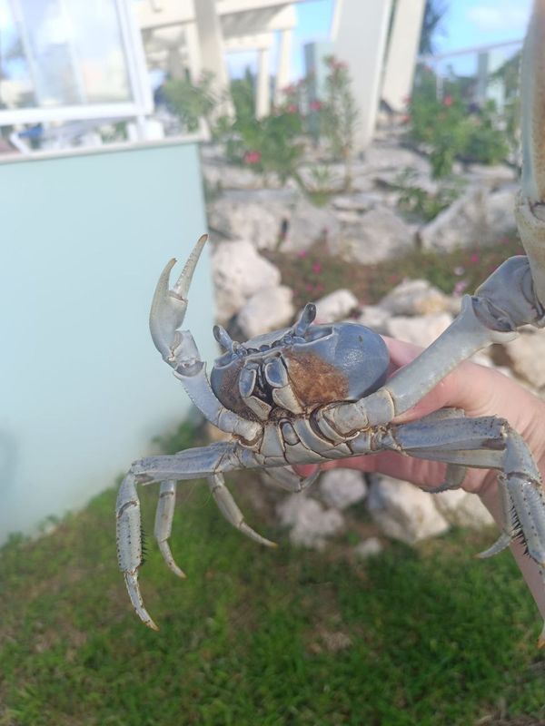 Grand Aston Cayo Paredon Beach фото 34