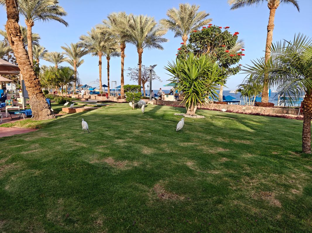 Pickalbatros Royal Grand Resort Sharm El Sheikh (Adults Only) фото 97