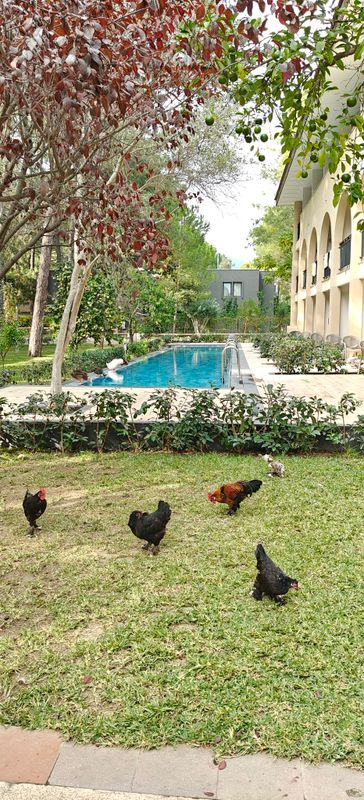 Champion Holiday Village фото 65