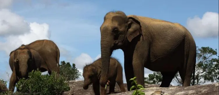 Фото отеля Cinnamon Wild Yala