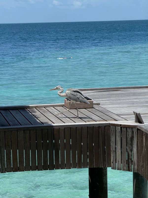 Nakai Dhiggiri Resort (Adults Only) фото 46