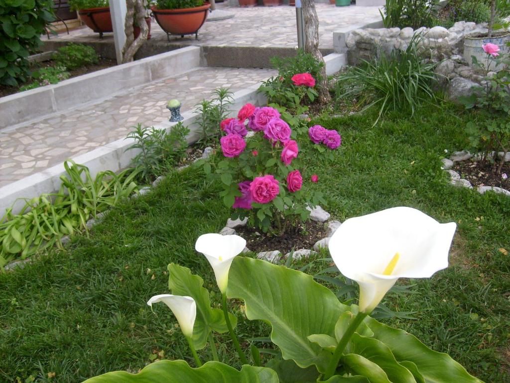 Apartments Bovan фото 4