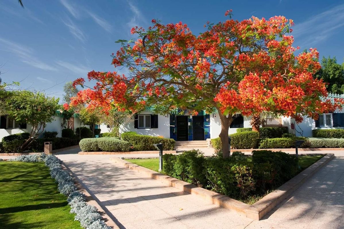 Ghazala Beach Hotel фото 23