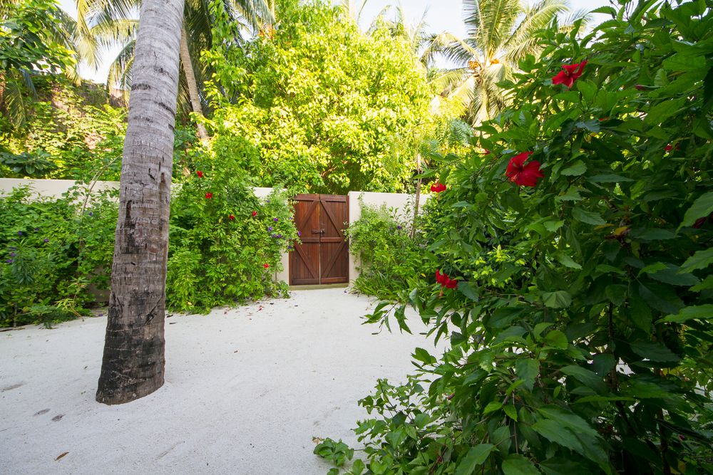Summer Island Maldives фото 153