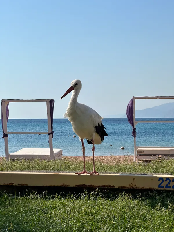 Dahab Lagoon Club & Resort фото 78