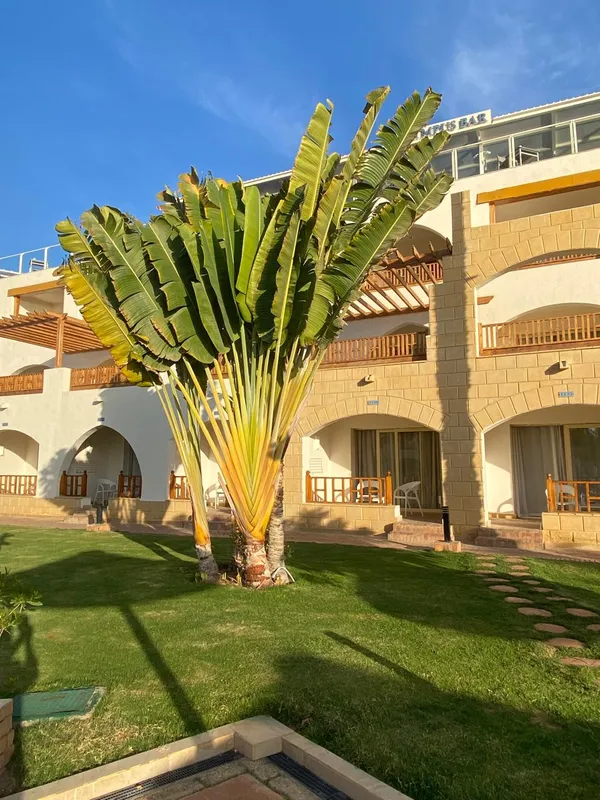 Pickalbatros Royal Grand Resort Sharm El Sheikh (Adults Only) фото 132