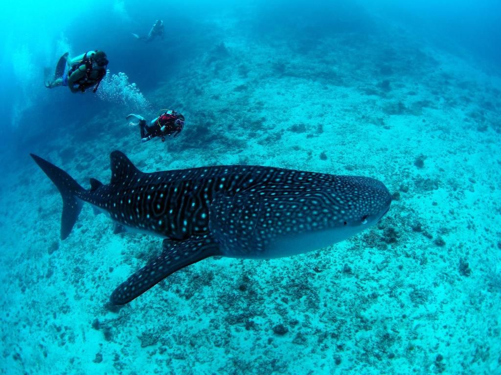 Guest House «Whitesand Dhigurah Guest House» фото 29
