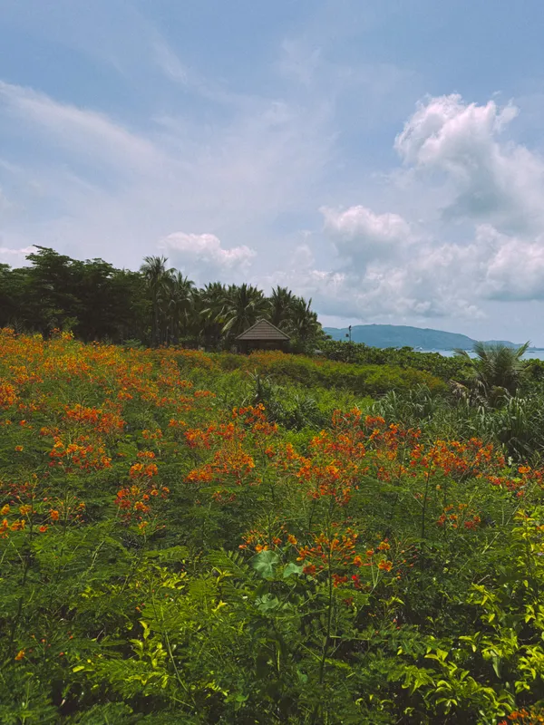 Yalong Bay Mangrove Tree Resort фото 43