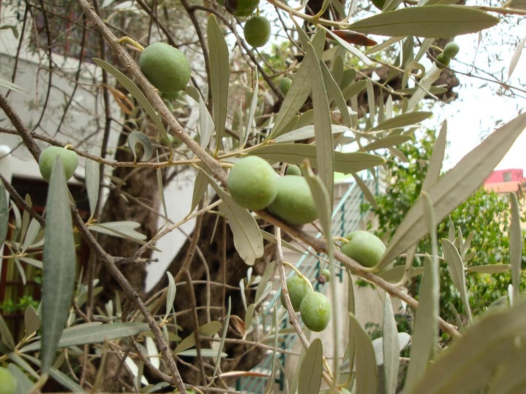 Casa di Oliveto фото 8