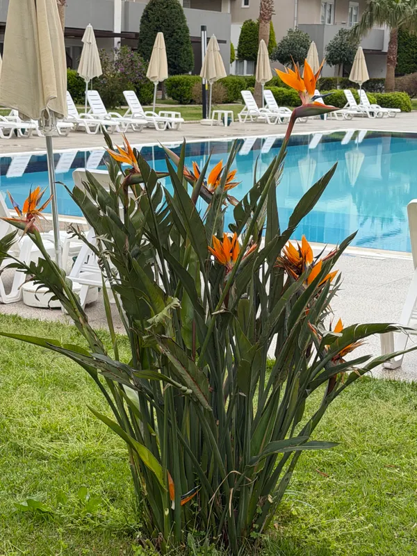 Greenwood Suites Resort фото 30