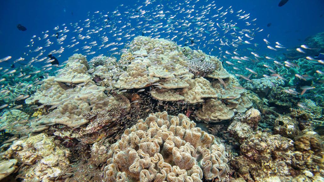 Hurawalhi Island Resort (Adults Only 15+) фото 59