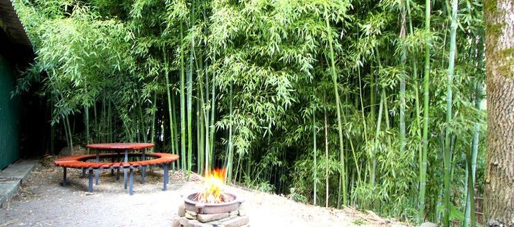 Фото отеля Гостевой дом «Бамбуковая Роща»