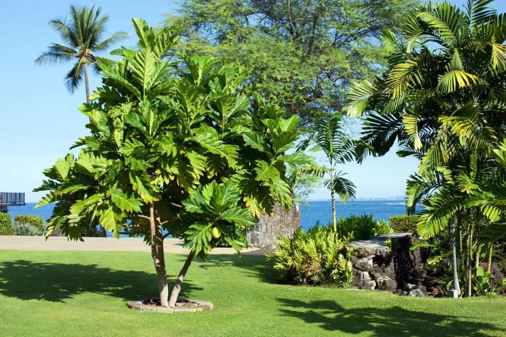 Sheraton Kona Resort and Spa at Keauhou Bay фото 23