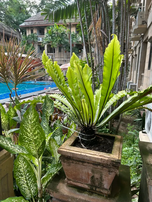 Plumeria Resort фото 42