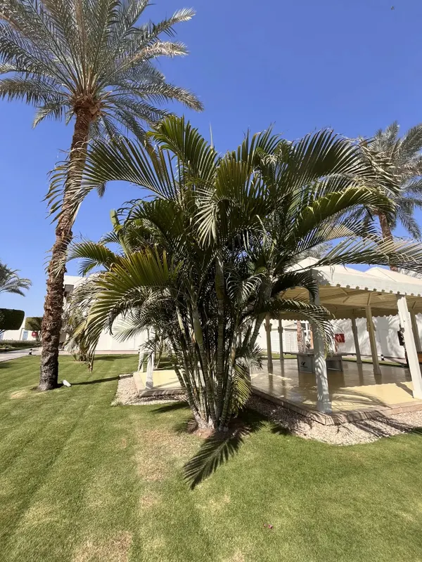 Sentido Reef Oasis Aqua Park Resort фото 105