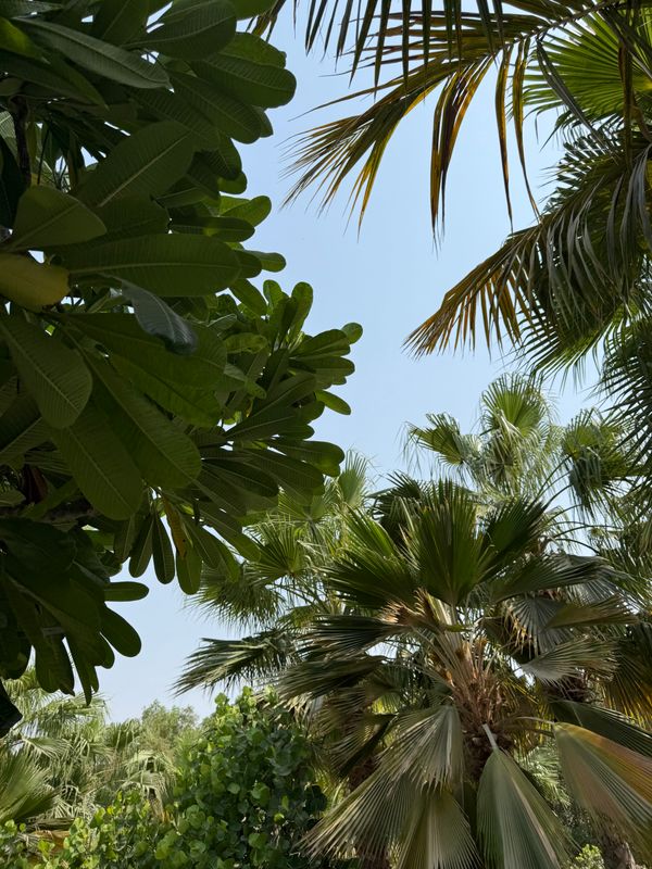 Movenpick Resort Al Marjan Island фото 68