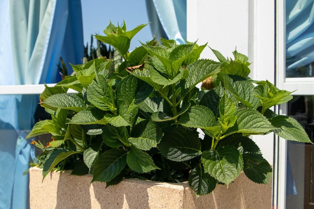 Лучезарный Резорт фото 103