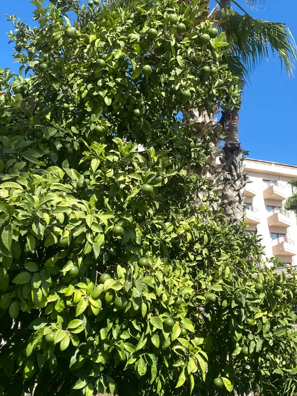 Kaya Belek фото 77