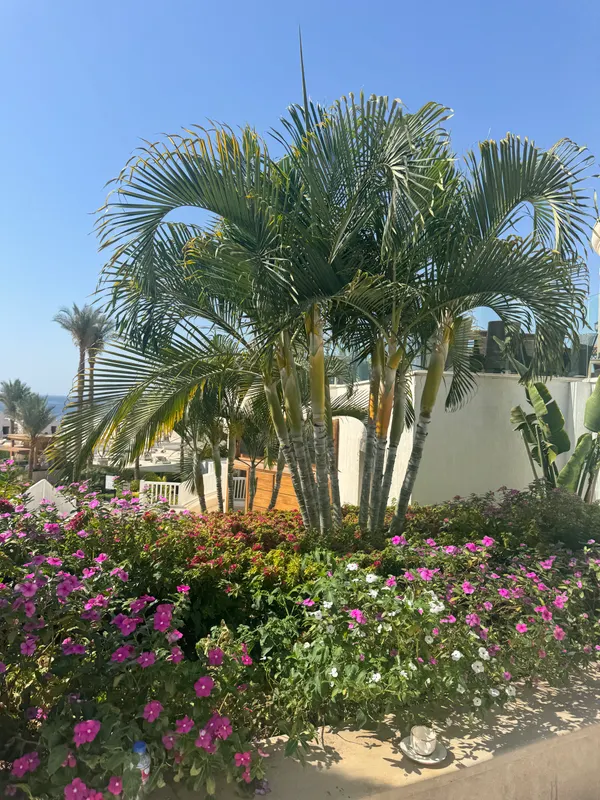 Sunrise Diamond Beach Resort - Grand Select фото 46