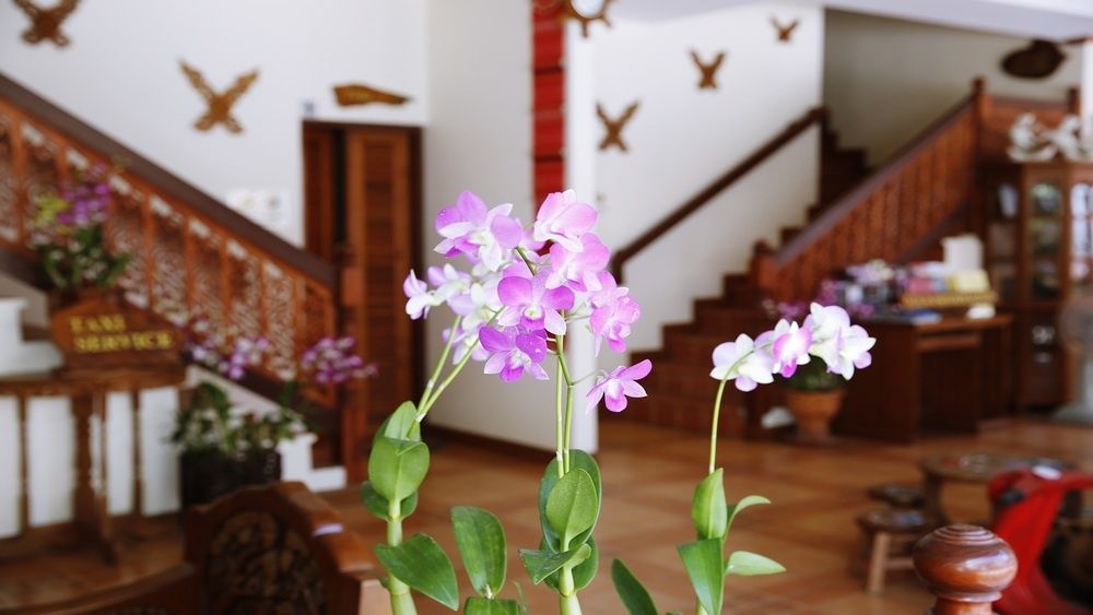 The Orchid House фото 44