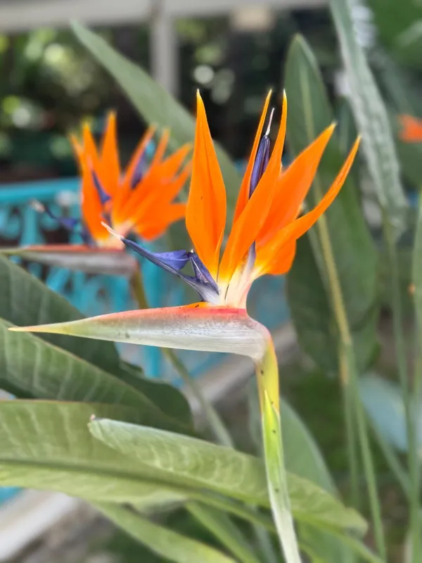 Sultan Of Side фото 97