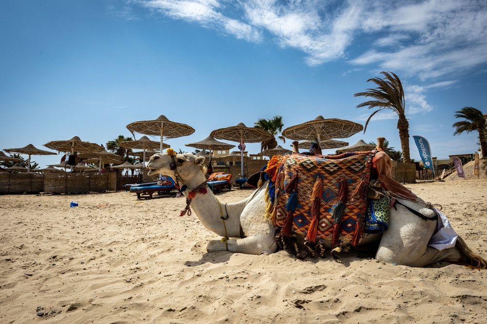 Blue Reef Red Sea Resort фото 49