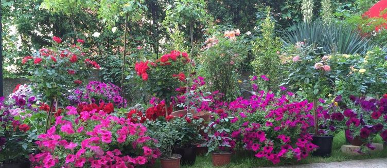 Фото отеля Hotel Rex Belgrade