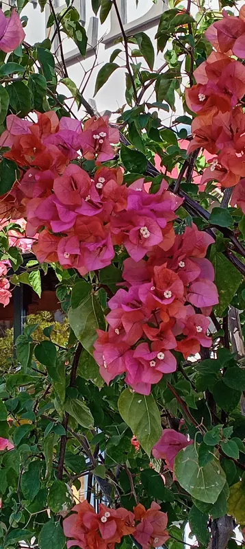 Orfeus Park Hotel фото 59