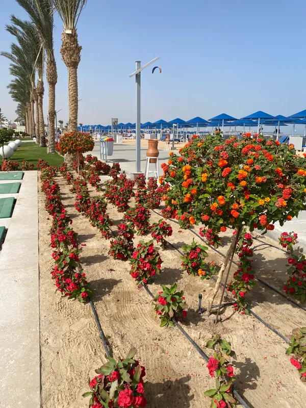 Albatros Makadi Resort фото 154