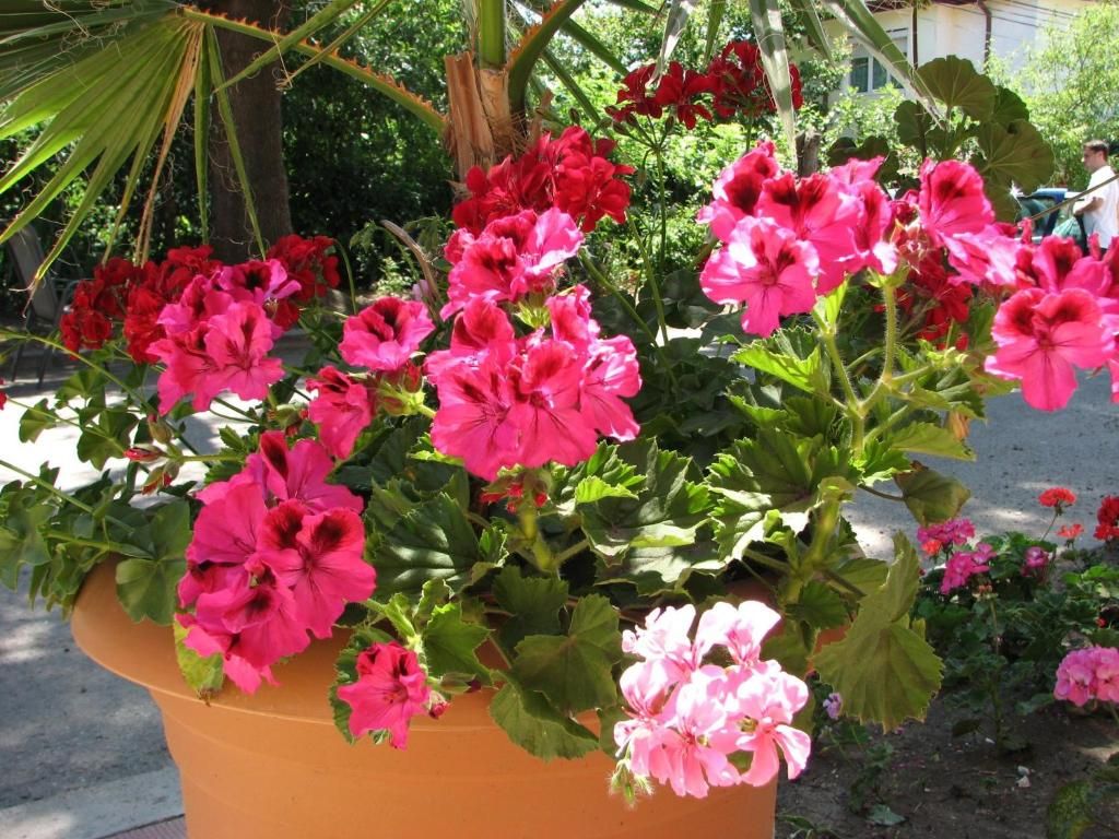 Palma фото 5