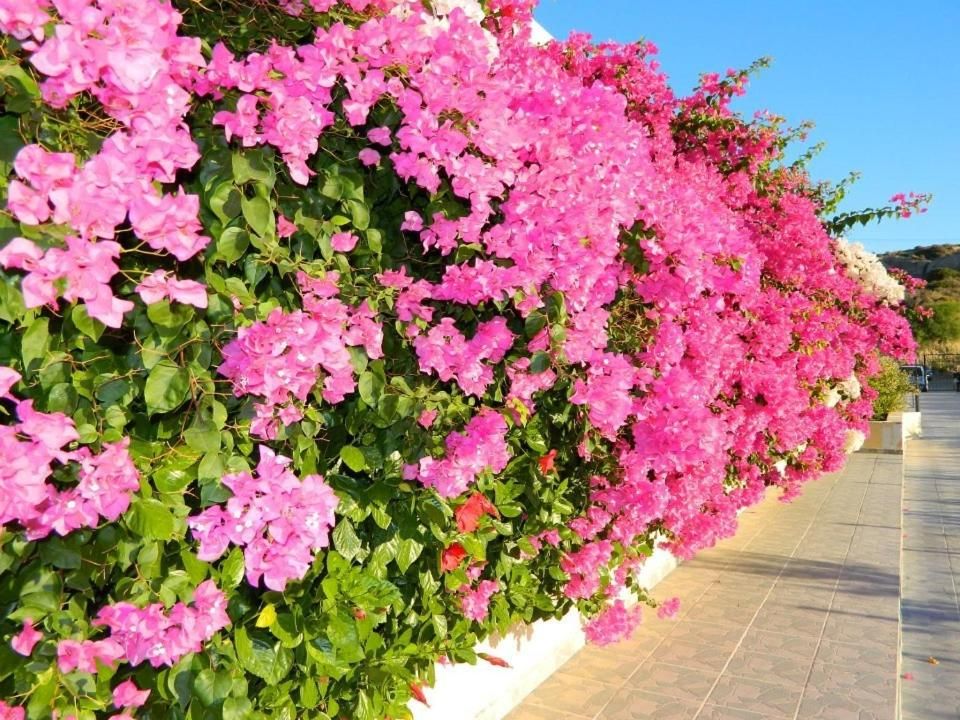 Telhinis Hotel фото 20
