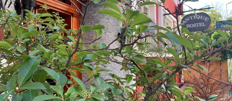 Фото отеля Antique Hostel