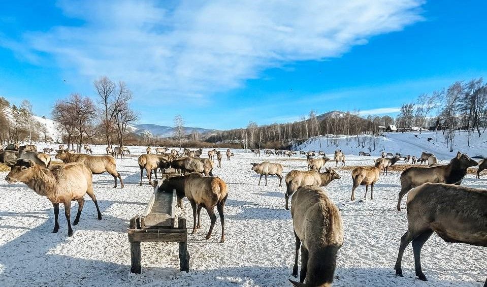 Altai Palace фото 169