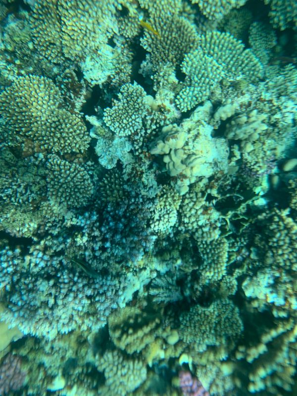 Faraana Reef Resort фото 77